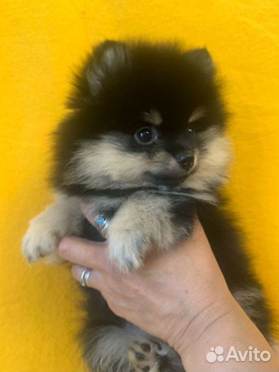 Щенки померанского шпица