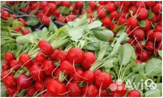Семена Редиса 