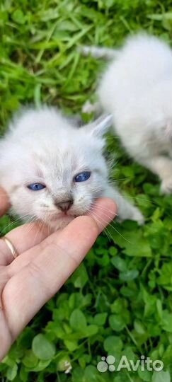 Котята в добрые руки бесплатно коты