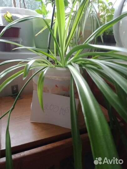 Хлорофитум