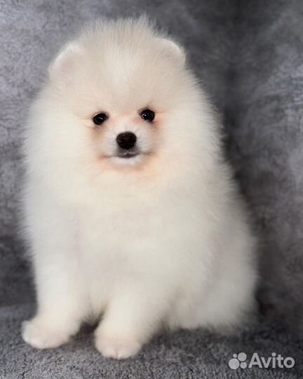 Померанский шпиц