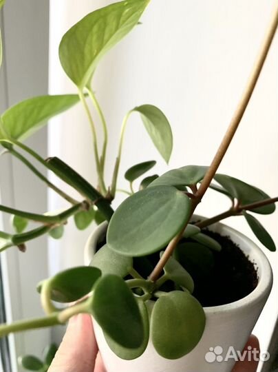 Сциндапсус