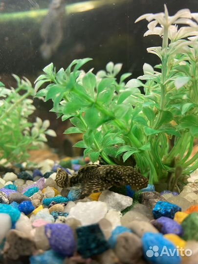 Сомы Анциструс