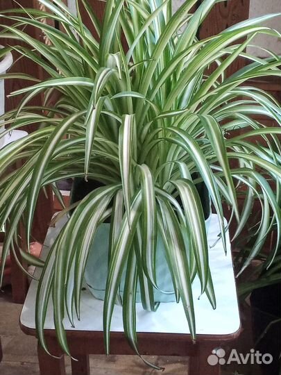 Каланхоэ алоэ, гиппеаструм