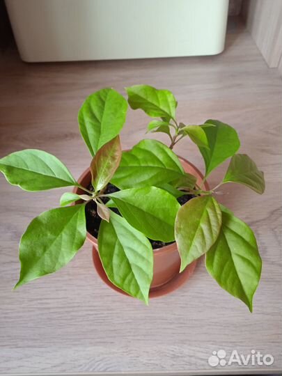 Комнатные цветы