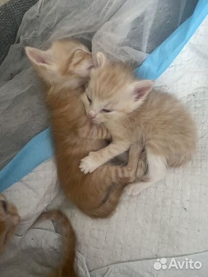 Отдам котят в добрые руки, даром