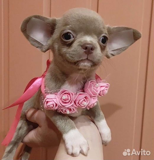 Щенки чихуахуа