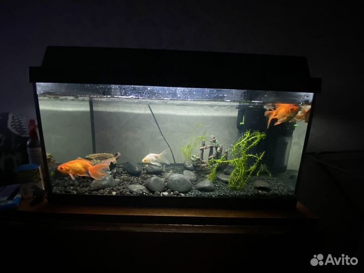 Аквариум и все для аквариума