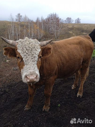 Продам бычков