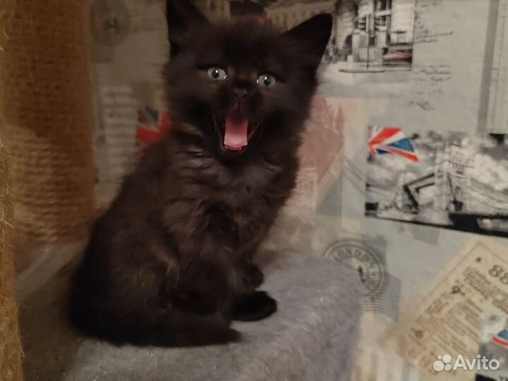 Шотландская кошечка