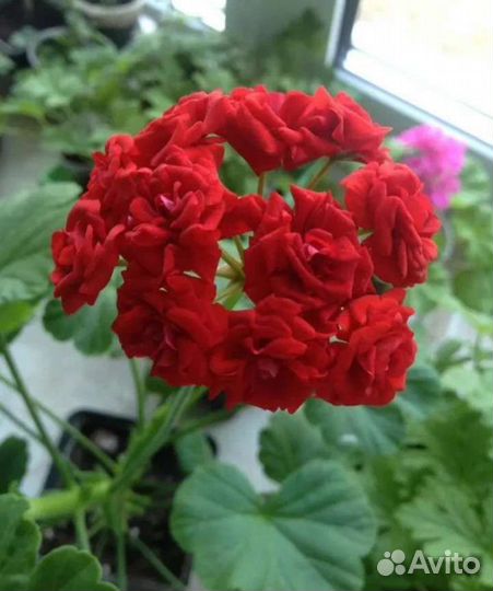 Пеларгония герань