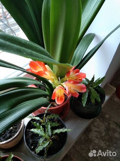 Кливия персиковая