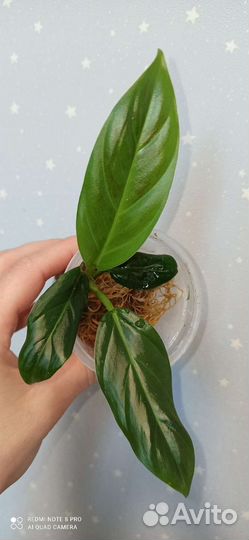 Редкие филодендроны