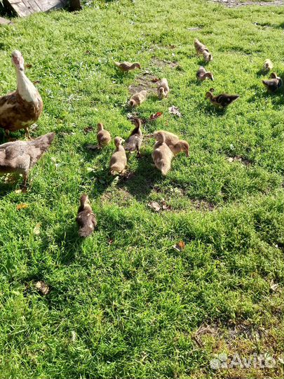 Мускусные утята индоутки