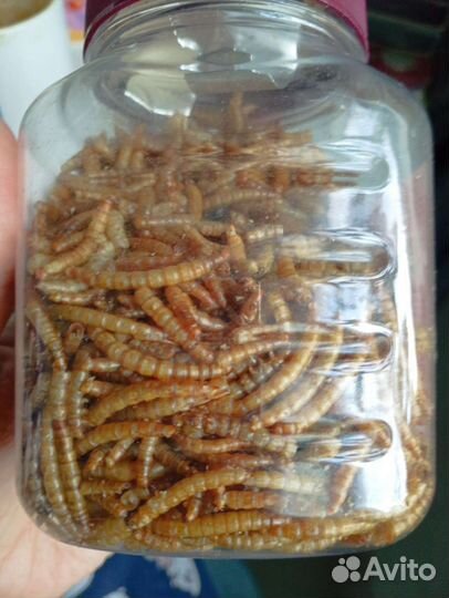 Лакомства для грызунов