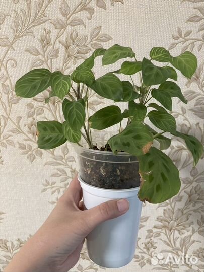 Маранта фэнтэзи и маранта керховена