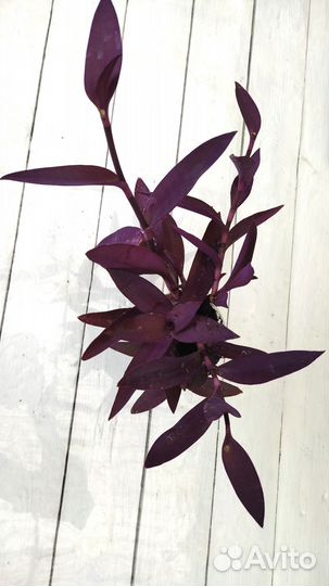 Традесканция 4 вида