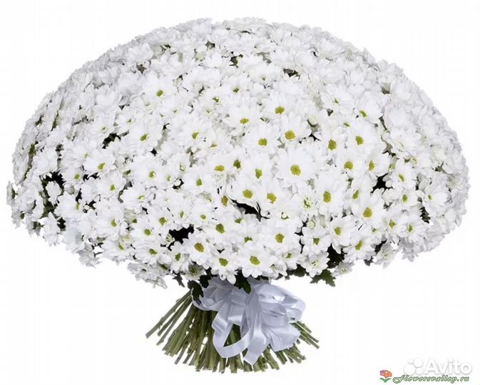 Букет из белых хризантем (про-во Голландия)