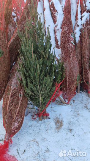 Живые ёлки и пихты с бесплатной доставкой