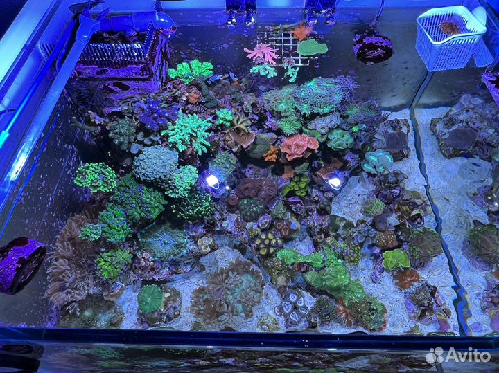 Морской аквариум