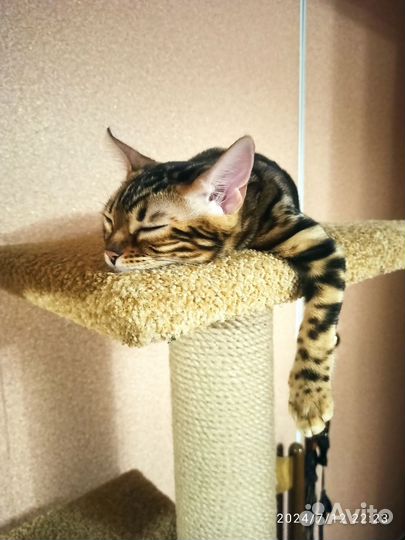 Бенгальская девчуля