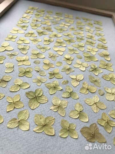 Картина из сухоцветов