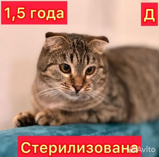 Котики и кошки в добрые руки