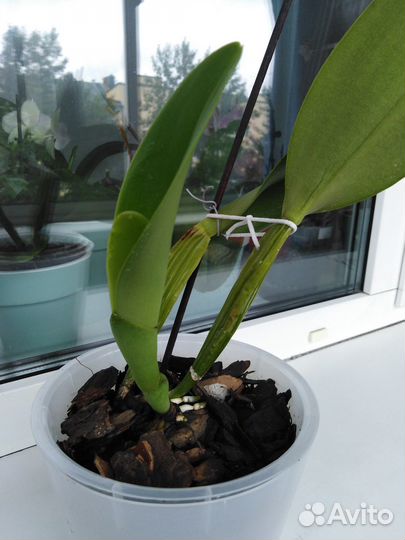 Орхидея Каттлея Blc. Pink Empress