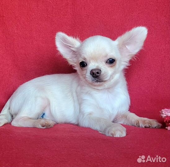 Чихуахуа беленькие щенки