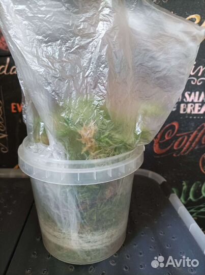 Мох сфагнум живой