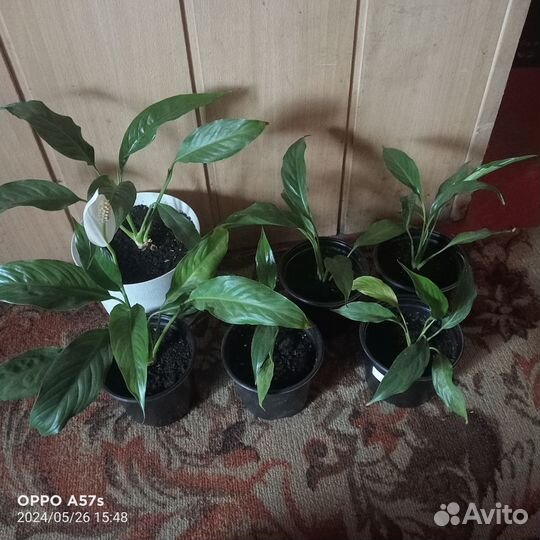 Спатифиллум