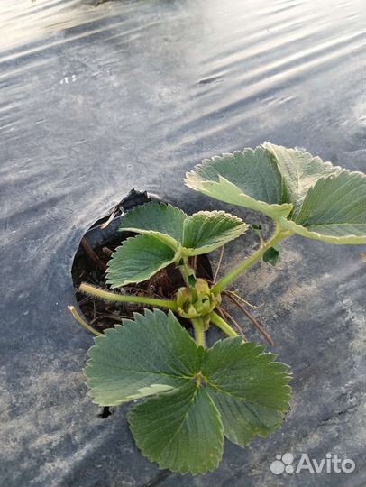 Рассада клубники клери