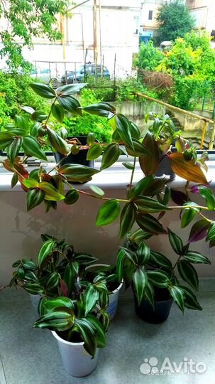 Традесканция два вида