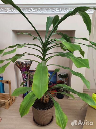 Пальма драцена