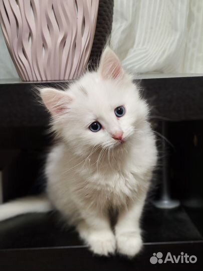 Котёнок ангора