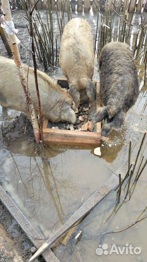 Поросята венгерской мангалицы