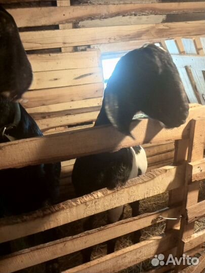 Коза нубийская