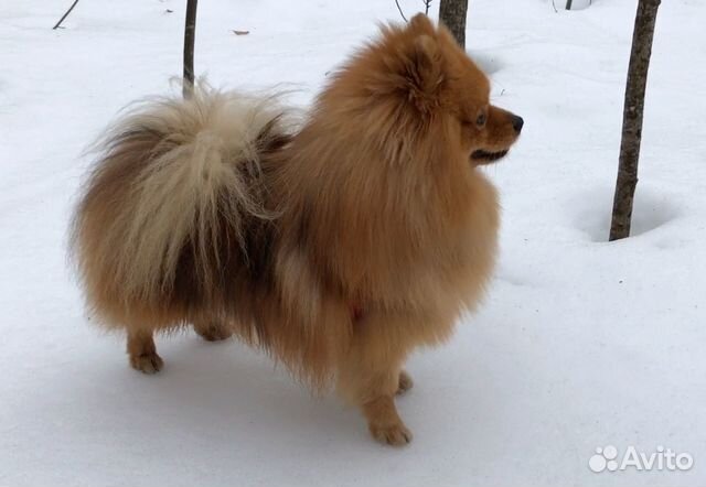 Немецкий малый шпиц (кобель) для вязки