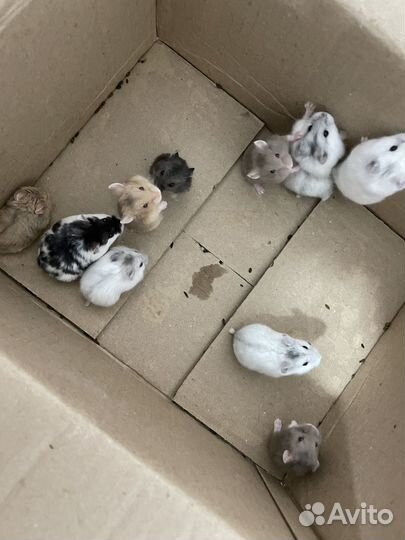 Хомяк кэмпбелла