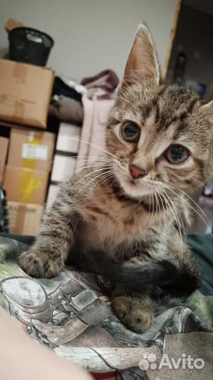 Котенок в добрые руки