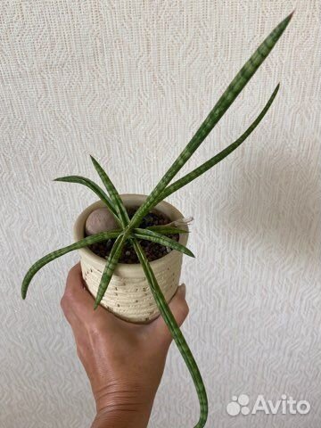 Сортовые сансевиерии 2