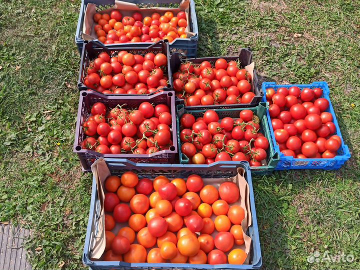 Помидоры