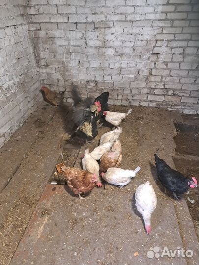 Куры несушки продам