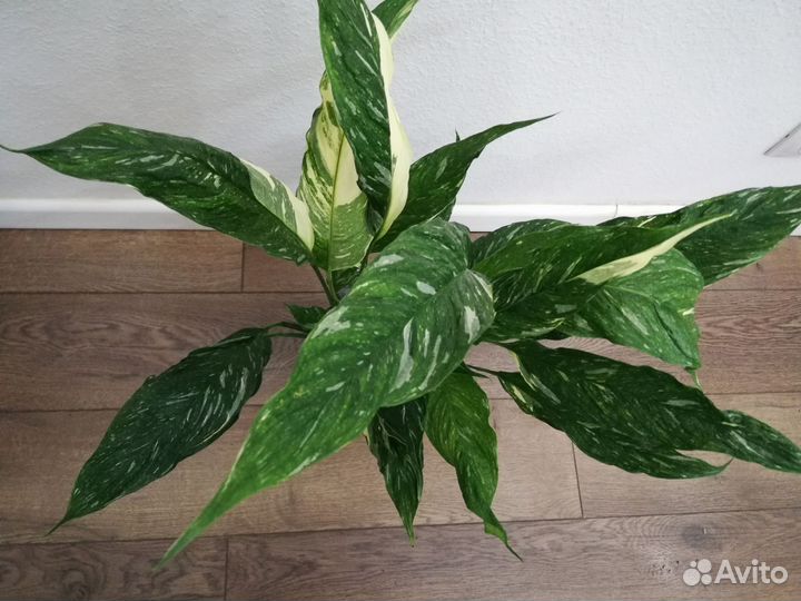 Спатифиллум Даймонд