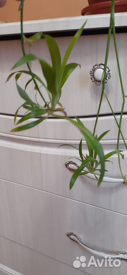 Цветок комнатный