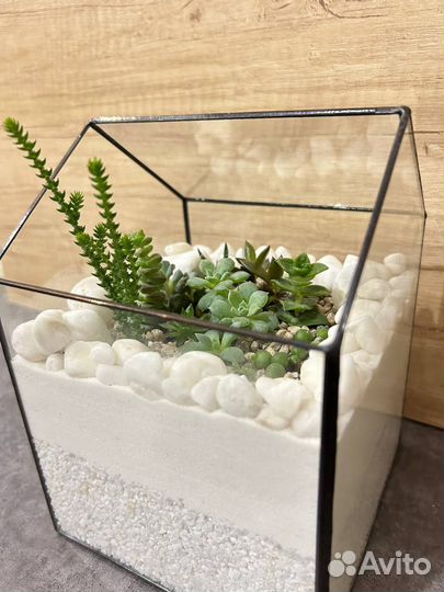 Флорариум/ Подарок/ Цветы/ Букет/Суккуленты/Кактус