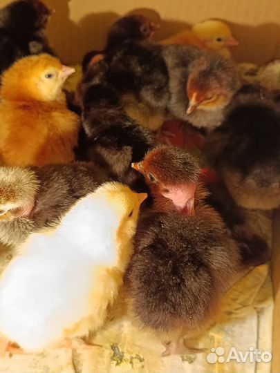 Цыплята из цветного яйца