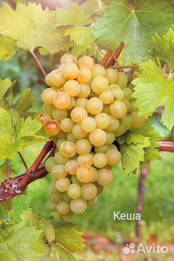 Виноград-саженцы