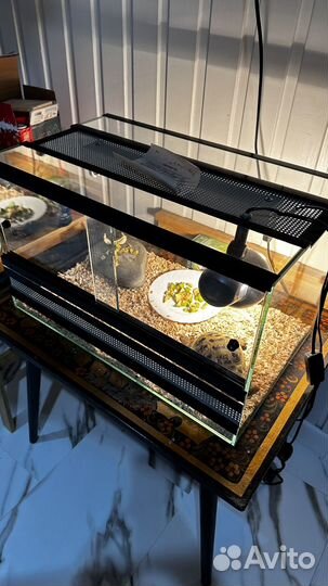 Черепаха сухопутная с террариумом