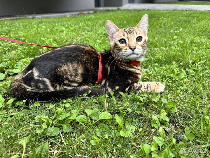 Шикарный бенгальский котенок